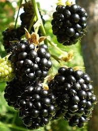 Pin On Yummy