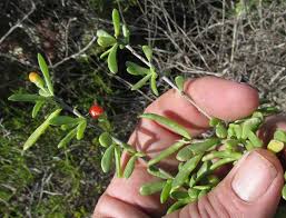 Image result for Lycium