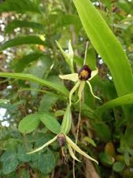 Image result for Justicia tenella