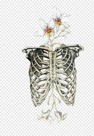 Skeleton rib cage tattoo designs | ribcage tattoo, cage. Nicolas Cage Rib Cage Drawing Bone Drawing Human Skeleton Skeleton Transparent Png 455x652 14470537 Png Image Pngjoy