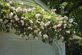 Blütenzauber mit atemberaubendem duft für garten, balkon oder hauseingang! Rediscovering Old Roses Black Gold Heirloom Roses New Dawn Climbing Rose Growing Roses