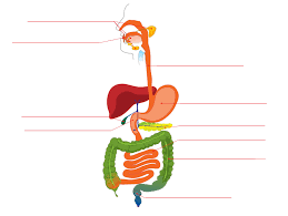 To begin, look at the organs on the large organs tab. Https Sannitiscience Weebly Com Uploads 2 3 0 6 23067308 Answers To Review Questions On Digestion Pdf