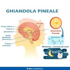 La melatonina può provocare incubi? Melatonina Per Dormire Dosi Benefici E Controindicazioni
