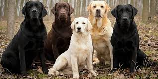 Labrador Retriever Bakimi Ve Ozellikleri 2020 Labrador Retriever Labrador Retrievers Kopek Turleri
