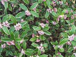 We did not find results for: 64 Daphne Daphne Daphne Ideas Plants Daphne Shrubs
