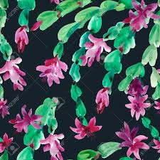 Christmas cactus may then be restricted to cultivars of the buckleyi group, particularly the very old cultivars such as 'buckleyi'. Watercolor Blooming Christmas Cactus Seamless Pattern Thanksgiving Stock Photo Picture And Royalty Free Image Image 135446582