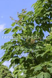 Image result for Firmiana