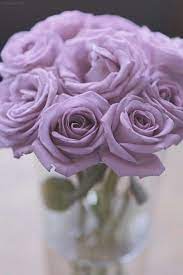 Speak The Language Of Flowers By Learning The 7 Meanings Of Rose Colors Purple Roses Rose Meaning Lavender Roses