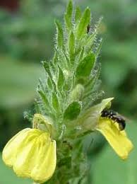 Image result for Justicia flava