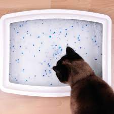 Kitten Constipation Causes Symptoms And Treatment