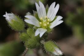 Image result for Cerastium octandrum