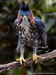 Birds Of Prey Animals Wiki Ornate Hawk Eagle Spizaetus Ornatus Http En Wikipedia Org Wiki Ornate Hawk Eagle Photo Trey Neal Animals Animals Beautiful Pet Birds