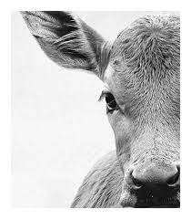 Cow Animal Print Black And White Art Grey Decor Living Room Etsy Animal Photography Animals Baby Animals