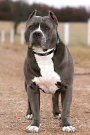 Pitbull Amerikan