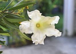 Image result for Dolichandrone alba