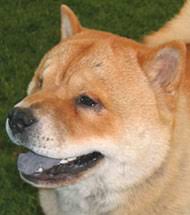 For both varieties, the hair is thicker and denser around the neck, which creates the famous 'mane' of this breed. Chow Dog Black Tongue Shefalitayal