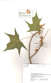 Image result for Brachychiton australis