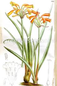 Image result for Dierama parviflorum