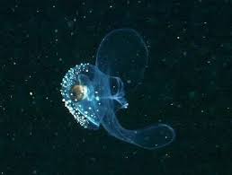 Image result for Lobelia pteropoda