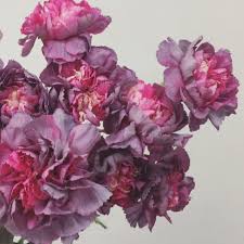 We use new zealand's most trusted online credit card processing company d.p.s and never store your credit card details. Hypnosis Carnations Carnation Flower Flower Delivery Fresh Flower Delivery