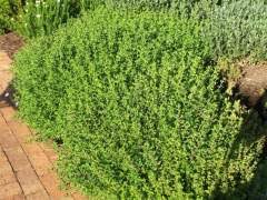 Image result for Felicia aethiopica