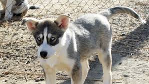 In 1925 diphtheria was threatening the children of nome, alaska and treatment was hundreds. Seppala Siberian Sleddog Info History Temperament Training Puppy Pictures