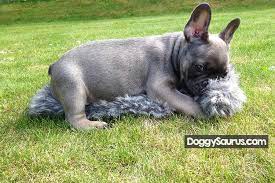 Some breeders of toy breedsmay choose to keep the pups past 8 weeks because these puppies are so tiny and fragile. When Can Puppies Be Sold Legal Ages In Us Uk