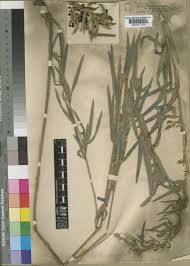 Image result for Dolichos trinervatus