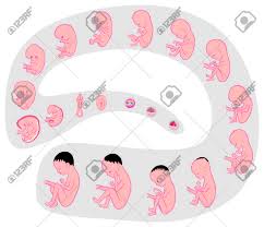 Human Fetus Development And Formation Stages Anatomy Inside The