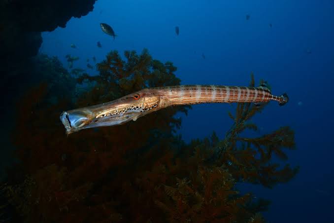 Trumpetfish Facts