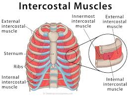 In some interviews, arnold had mentioned doing exercises to expand his rib strengthening the intercostal muscles, allowing you to have better control over your ribcage and thus once again expand it further. Kontroverzno Probuditi Pljacke External Rib Cage Tedxdharavi Com