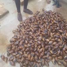 Buy live snails wholesale the farm «snails house» located its fields in ecologically clean area. Snail Meat Escargot Live Snails For Export Nigeria Producer Customer Search Espaceagro