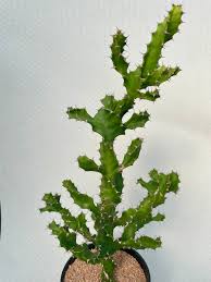 Image result for Euphorbia lissosperma