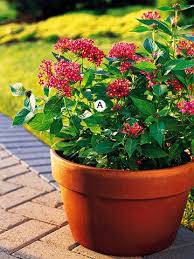 10 Of Our Best Butterfly Container Garden Ideas Container Flowers Container Gardening Garden Containers