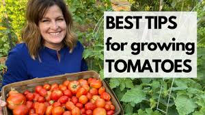Tomatoes are vigorous growers that require maximum sun. How To Grow Tomatoes In Arizona 10 Tips For Growing Tomatoes Growing In The Garden