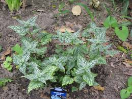 Image result for Lamium galeobdolon
