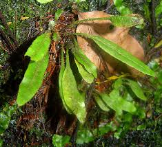 Image result for Elaphoglossum acrostichoides