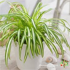 Image result for Chlorophytum calyptrocarpum