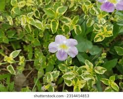 Image result for Asystasia glandulosa