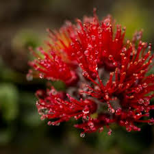 Maybe you would like to learn more about one of these? Rapid Ohia Death Saving Ohia Trees Go Hawaii