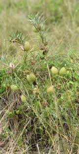 Image result for Gomphocarpus kaessneri