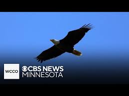 Image result for Caledonia Blue 1990 Eagle