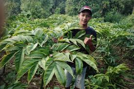 Selain itu, porang bisa diolah menjadi banyak macam makanan, bahkan jadi bahan baku industri. Tanaman Porang Bikin Petani Madiun Untung Ratusan Juta Beli Mobil Dan Tanah Bagian 1 Halaman All Kompas Com