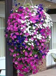 Top Super Hanging Flower Basket Ideas Julia Palosini Hanging Flower Baskets Flower Pots Hanging Plants