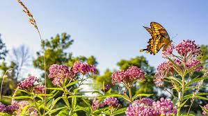 Please contact us for pricing and availability for these products or any other products made by. Is The Urban Prairie Garden Method Right For You Plants For All Seasons Since 1973