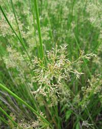 Image result for Juncus