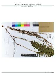 Image result for Anemiaceae