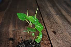 Image result for Peperomia pellucida