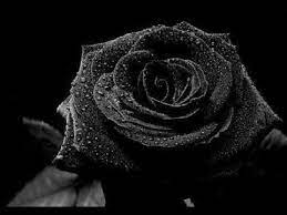 But it is not at all a black rose. Most Beautiful Black Rose You Have Ever Seen Youtube