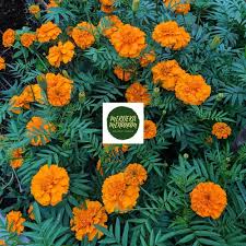 Bunga french marigold adalah bunga hias yang termasuk dalam kelompok asteraceae. Jual Benih Marigold Oranye Kota Bogor Merdeka Menanam Tokopedia